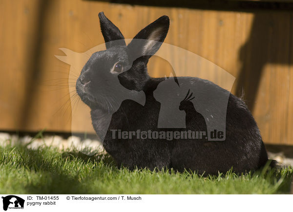pygmy rabbit / TM-01455