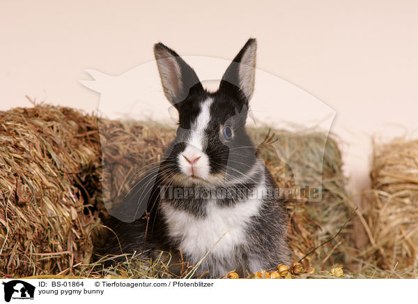 junges Zwergkaninchen / young pygmy bunny / BS-01864