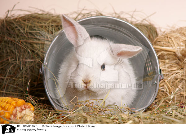 junges Zwergkaninchen / young pygmy bunny / BS-01875