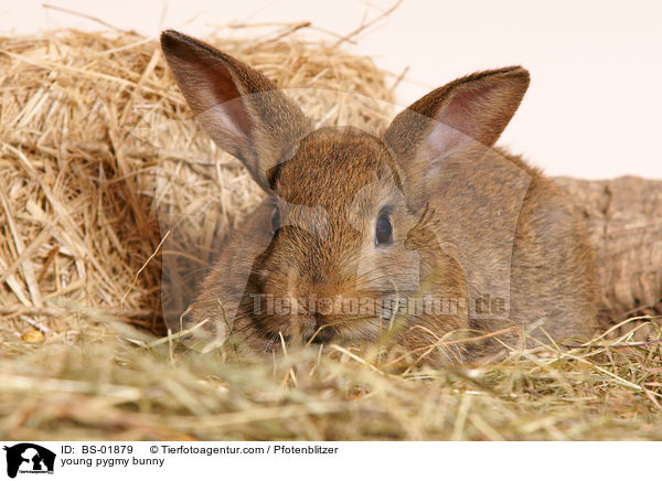 junges Zwergkaninchen / young pygmy bunny / BS-01879