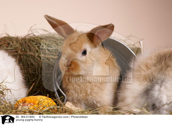 junges Zwergkaninchen / young pygmy bunny / BS-01880