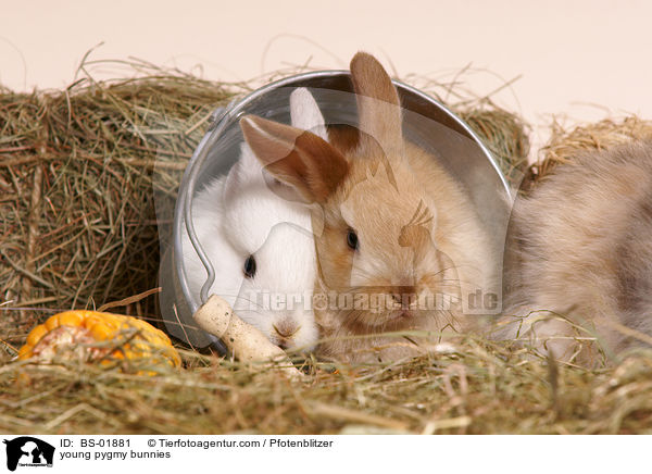 junge Zwergkaninchen / young pygmy bunnies / BS-01881