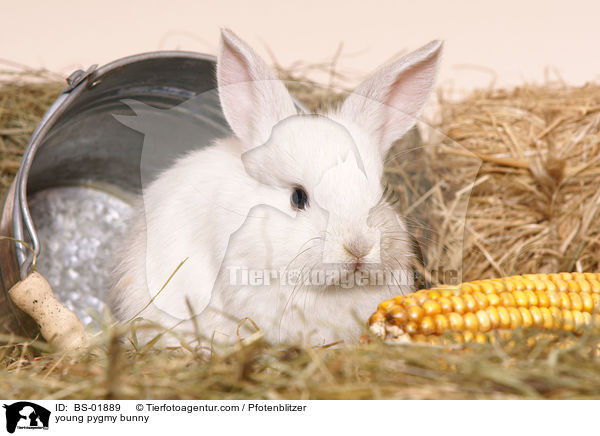 junges Zwergkaninchen / young pygmy bunny / BS-01889