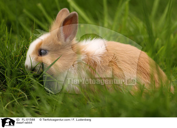 Zwergkaninchen / dwarf rabbit / FL-01588