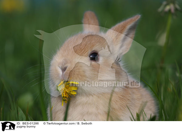 pygmy bunny / BES-01286