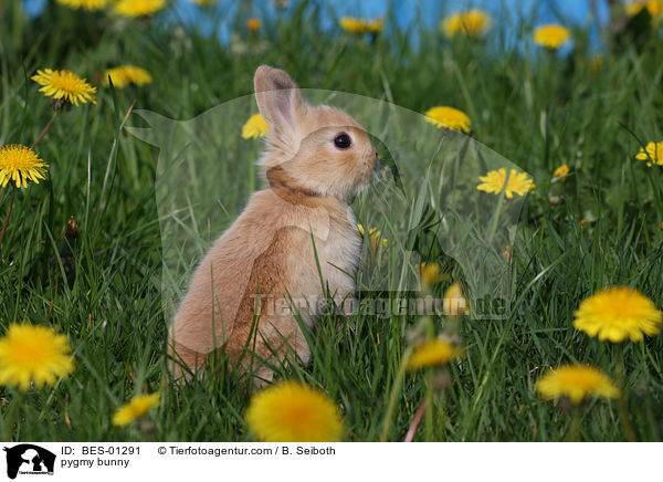 Zwergkaninchen / pygmy bunny / BES-01291