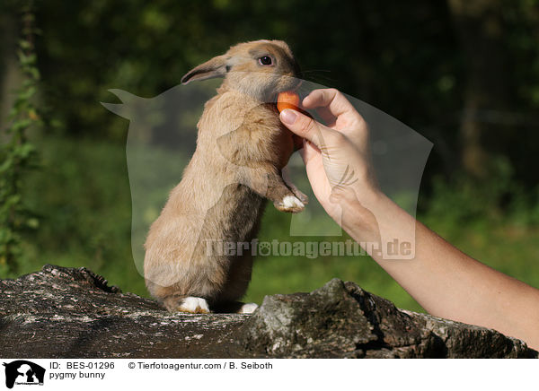 Zwergkaninchen / pygmy bunny / BES-01296