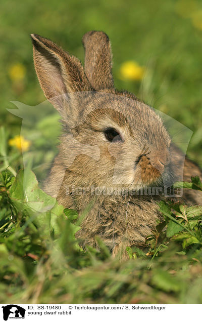 young dwarf rabbit / SS-19480
