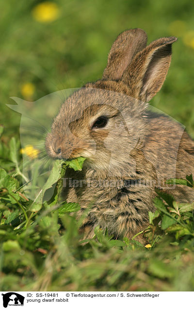 young dwarf rabbit / SS-19481