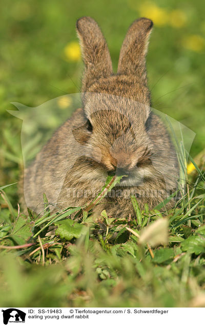 eating young dwarf rabbit / SS-19483