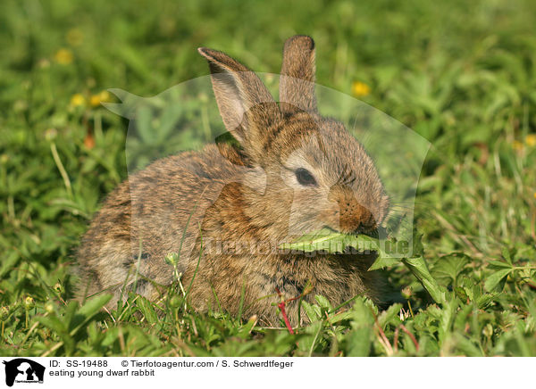 junges Zwergkaninchen / young dwarf rabbit / SS-19488