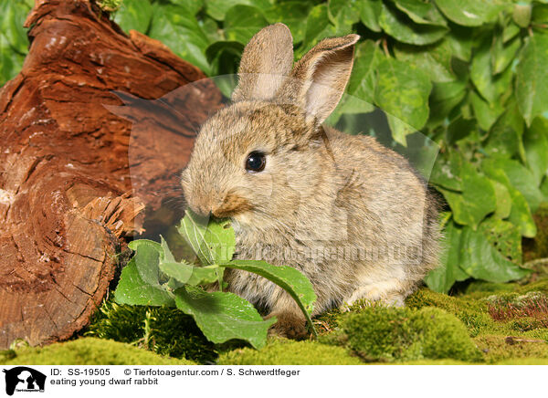 junges Zwergkaninchen / young dwarf rabbit / SS-19505
