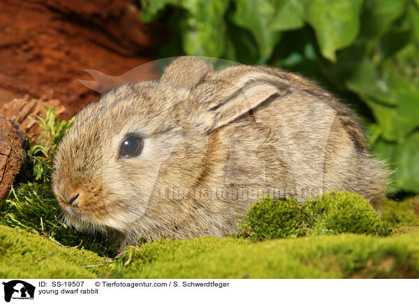junges Zwergkaninchen / young dwarf rabbit / SS-19507