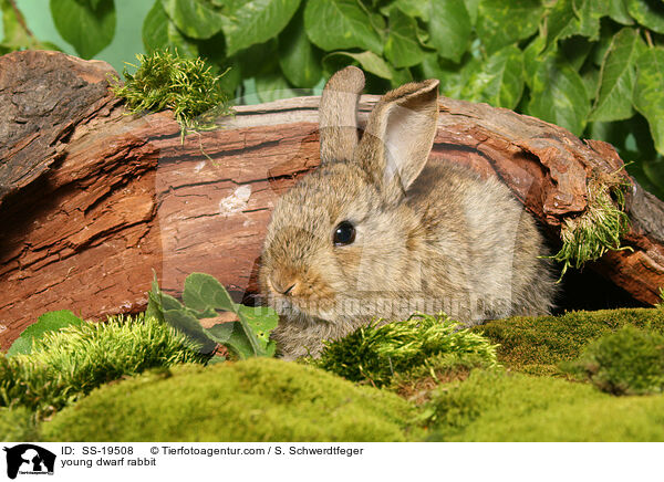 junges Zwergkaninchen / young dwarf rabbit / SS-19508