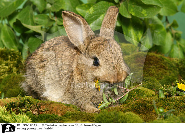 junges Zwergkaninchen / young dwarf rabbit / SS-19519