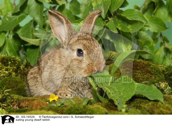 junges Zwergkaninchen / young dwarf rabbit / SS-19529