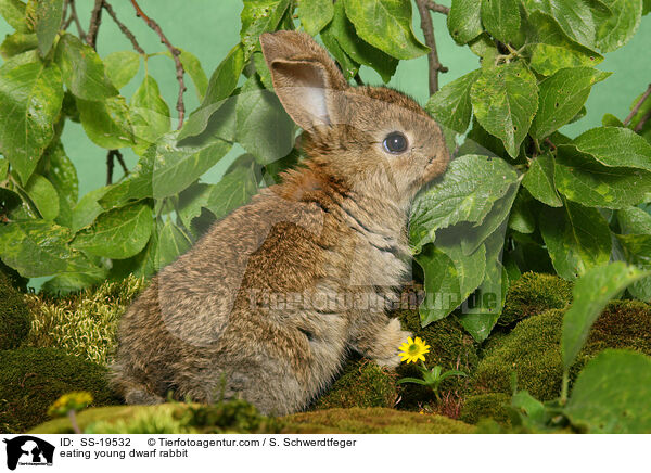 junges Zwergkaninchen / young dwarf rabbit / SS-19532