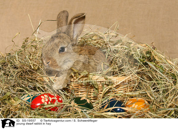 young dwarf rabbit in hay / SS-19557