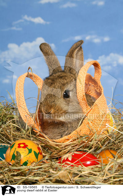 junges Zwergkaninchen / young dwarf rabbit / SS-19565