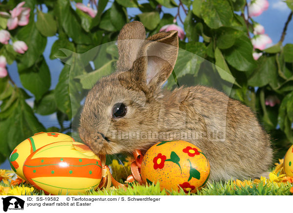 young dwarf rabbit at Easter / SS-19582
