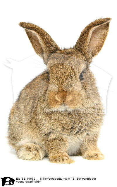 young dwarf rabbit / SS-19652