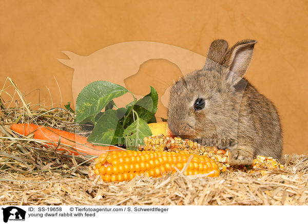 junges Zwergkaninchen / young dwarf rabbit / SS-19658