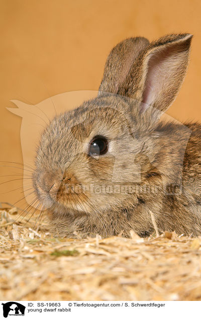 junges Zwergkaninchen / young dwarf rabbit / SS-19663