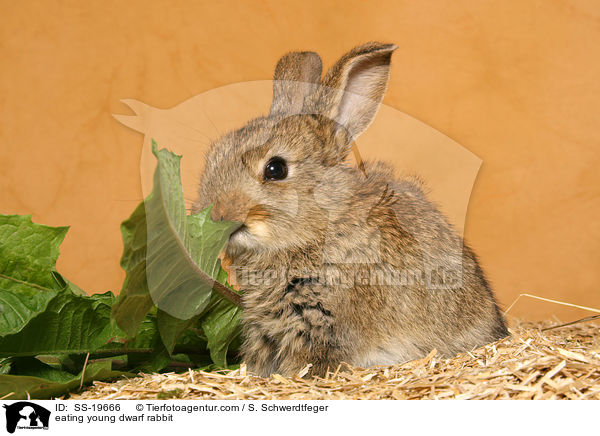 junges Zwergkaninchen / young dwarf rabbit / SS-19666