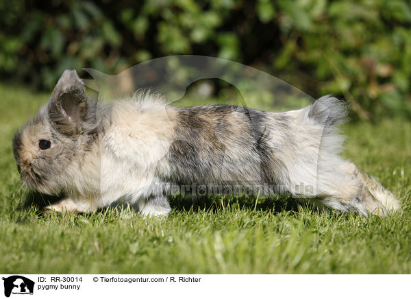 Zwergkaninchen / pygmy bunny / RR-30014