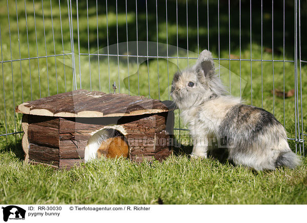 Zwergkaninchen / pygmy bunny / RR-30030