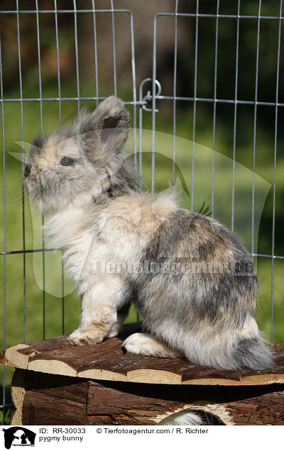 Zwergkaninchen / pygmy bunny / RR-30033