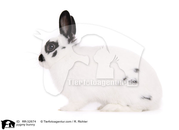 pygmy bunny / RR-32674