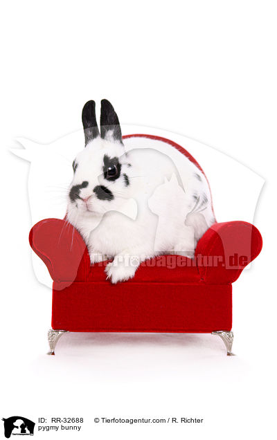 Zwergkaninchen / pygmy bunny / RR-32688