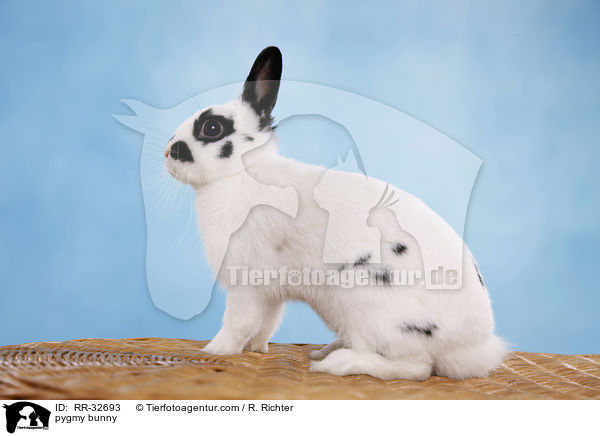 Zwergkaninchen / pygmy bunny / RR-32693