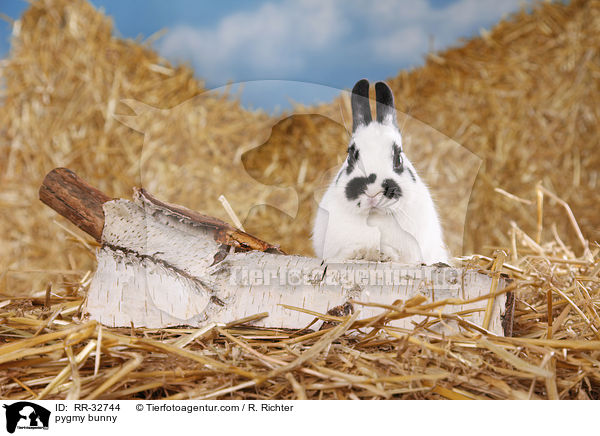 Zwergkaninchen / pygmy bunny / RR-32744