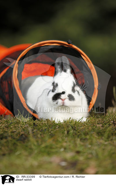 Zwergkaninchen / dwarf rabbit / RR-33399