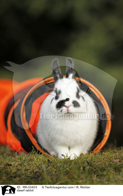 Zwergkaninchen / dwarf rabbit / RR-33403