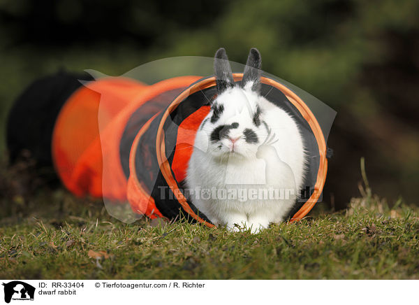 Zwergkaninchen / dwarf rabbit / RR-33404