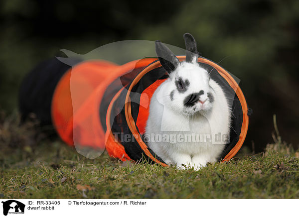 Zwergkaninchen / dwarf rabbit / RR-33405