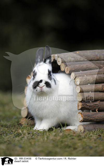 Zwergkaninchen / dwarf rabbit / RR-33406