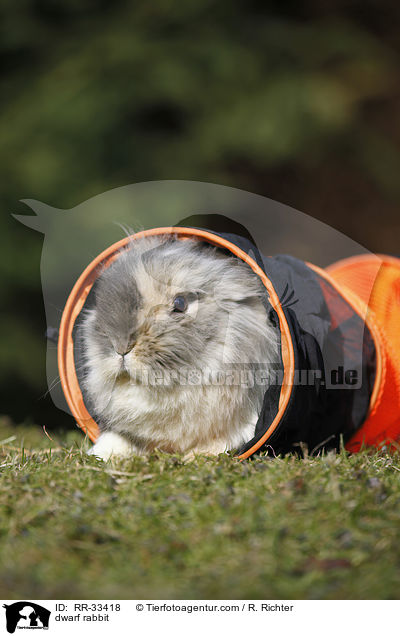 Zwergkaninchen / dwarf rabbit / RR-33418