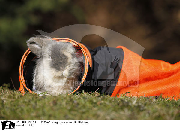 Zwergkaninchen / dwarf rabbit / RR-33421