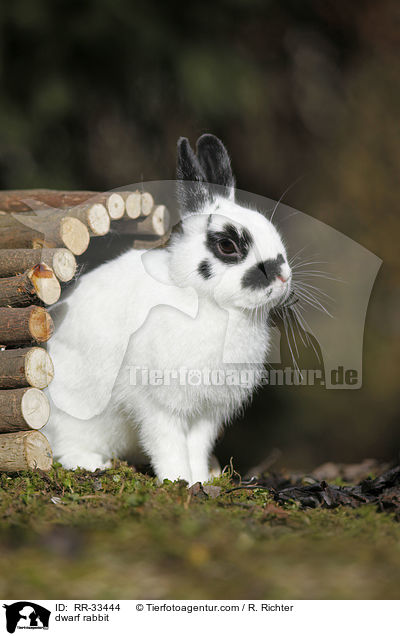 Zwergkaninchen / dwarf rabbit / RR-33444