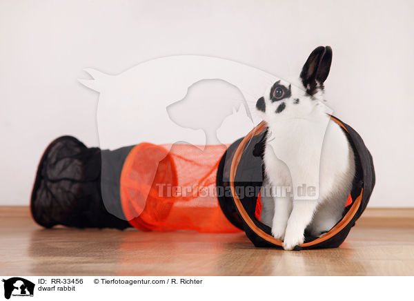 Zwergkaninchen / dwarf rabbit / RR-33456
