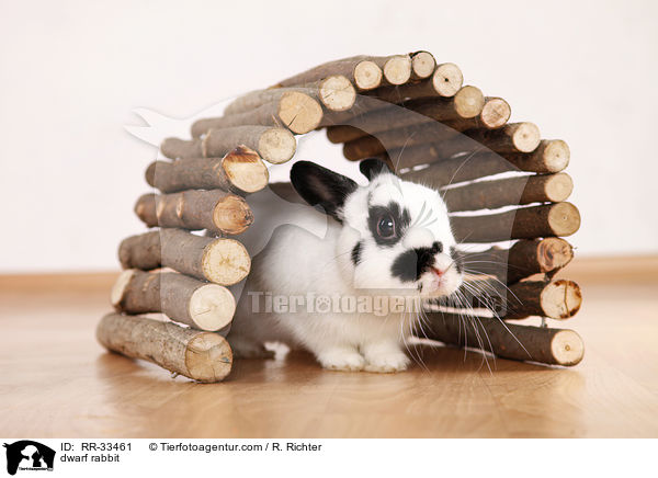 Zwergkaninchen / dwarf rabbit / RR-33461