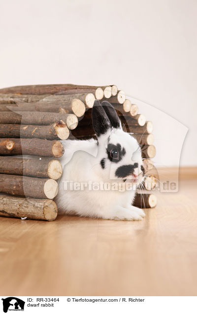 Zwergkaninchen / dwarf rabbit / RR-33464