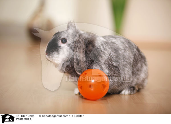 Zwergkaninchen / dwarf rabbit / RR-49296