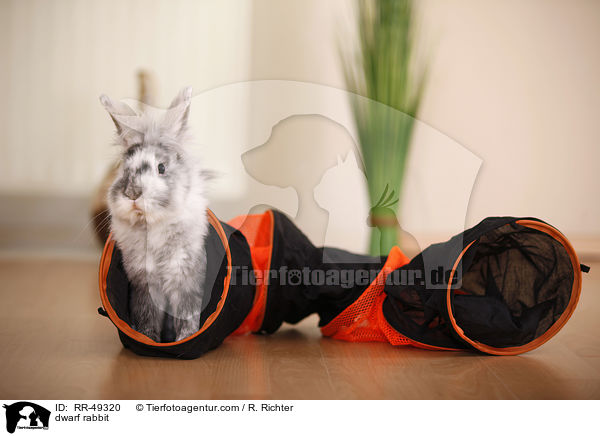 Zwergkaninchen / dwarf rabbit / RR-49320