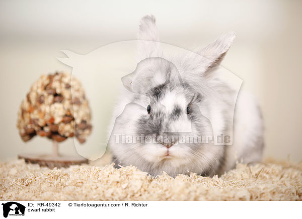 Zwergkaninchen / dwarf rabbit / RR-49342