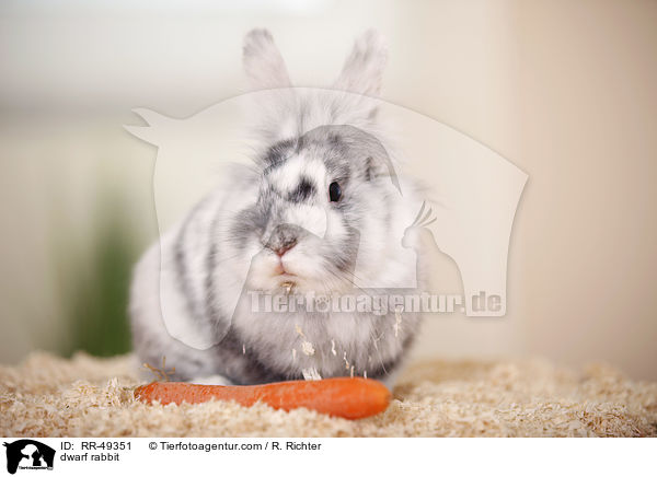 Zwergkaninchen / dwarf rabbit / RR-49351